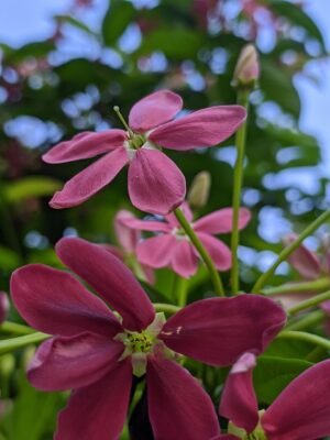 flores, plantas, naturaleza, vida, flores, flores, flores, flores, flores, naturaleza