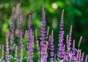 Vibrant purple heather flowers in full bloom, captured in a lush outdoor garden setting.