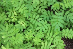 Top view of vibrant thicket of green Indigofera plants growing in park on sunny day