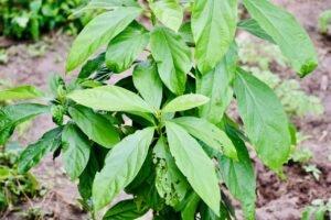 Close-up of a lush green avocado plant with healthy foliage in an outdoor setting.