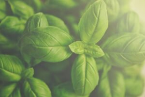 Vibrant green basil leaves captured in detail, showcasing freshness.