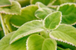 Detailed macro shot of fresh green variegated plant leaves showcasing texture and vibrant color.