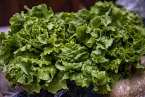 Close-up of vibrant, fresh green lettuce leaves showcasing their healthy and nutritious appeal.