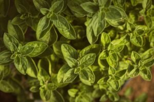 A close-up view of fresh oregano leaves basking in natural sunlight, highlighting their vibrant green color.
