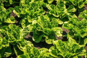 A vibrant field of fresh green lettuce plants growing in sunlight, showcasing healthy agriculture.