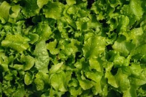 Close-up view of fresh green lettuce with dewdrops, showcasing natural freshness and vibrant color.