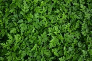 Close-up of dense green leaves forming a natural, lush background.