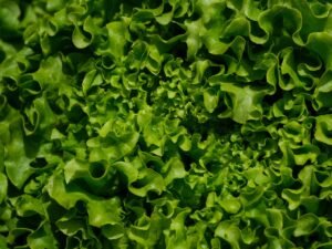 Vibrant close-up of fresh, organic green lettuce leaves highlighting texture and natural freshness.