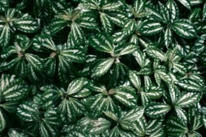 Close-up of vibrant green Peperomia leaves showcasing natural patterns and textures.