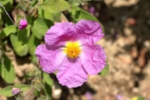 Vibrant pink rockrose flower with papery petals basking in the sun.