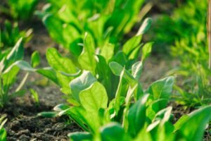 Vibrant green spinach leaves growing in a garden bed during daytime.