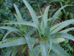 Detailed view of a succulent Aloe Vera plant in a lush green garden setting, showcasing its vivid foliage and serrated leaves.