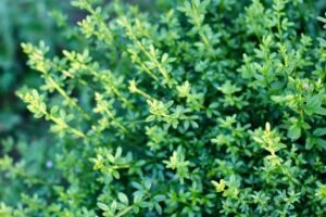 A close-up of vibrant green foliage with lush leaves in a garden setting, symbolizing growth and nature.