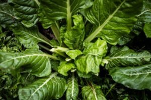 Top view of vibrant green Swiss chard in a garden, showcasing its fresh leaves.