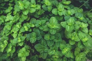 A detailed close-up photograph showcasing fresh, vibrant green mint leaves in a garden setting.