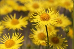 Close-up of vibrant yellow Doronicum flowers in full bloom with a blurred background.