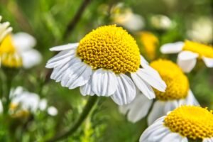 Vibrant close-up of blooming chamomile flowers, showcasing their white petals and yellow centers in a summer field.