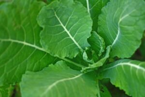 Close-up shot of fresh, vibrant green cabbage leaves showcasing their texture and patterns.