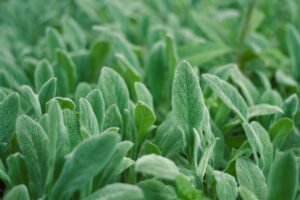 Lush green leaves captured in a garden setting, showcasing vibrant nature and texture.
