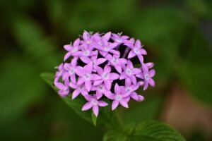 Vibrant close-up of a pink pentas flower cluster in full bloom, showcasing its delicate petals.